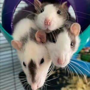 Meet your Posher, Dawn